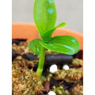 Lan phi điệp, giả hạc thân thủ lá mít