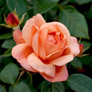 Hoa hồng Heaven On Earth rose - hồng bụi, hoa to, màu cam