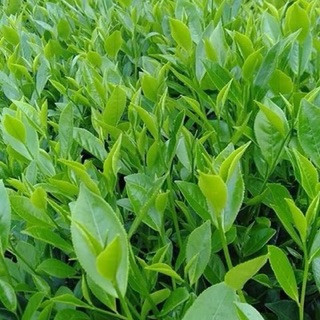 chè búp tân cương 1kg