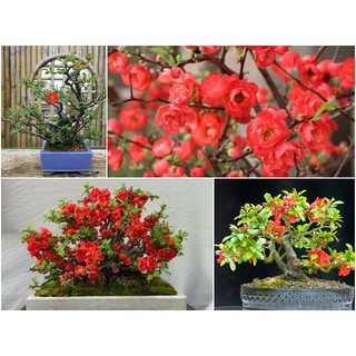 BỘ HẠT GIỐNG MAI ĐỎ