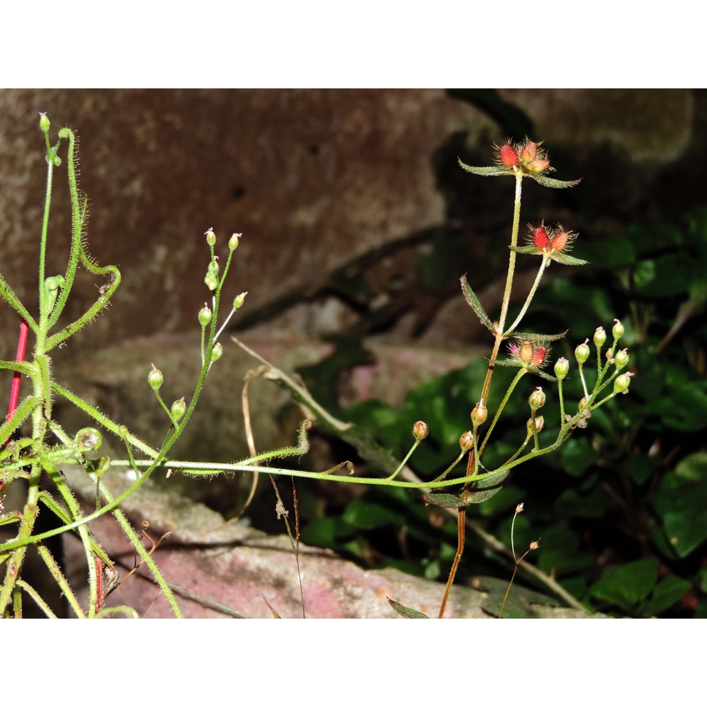 Hạt cây bắt mồi, cây gọng vó, Drosera Indica Green, 200 hạt