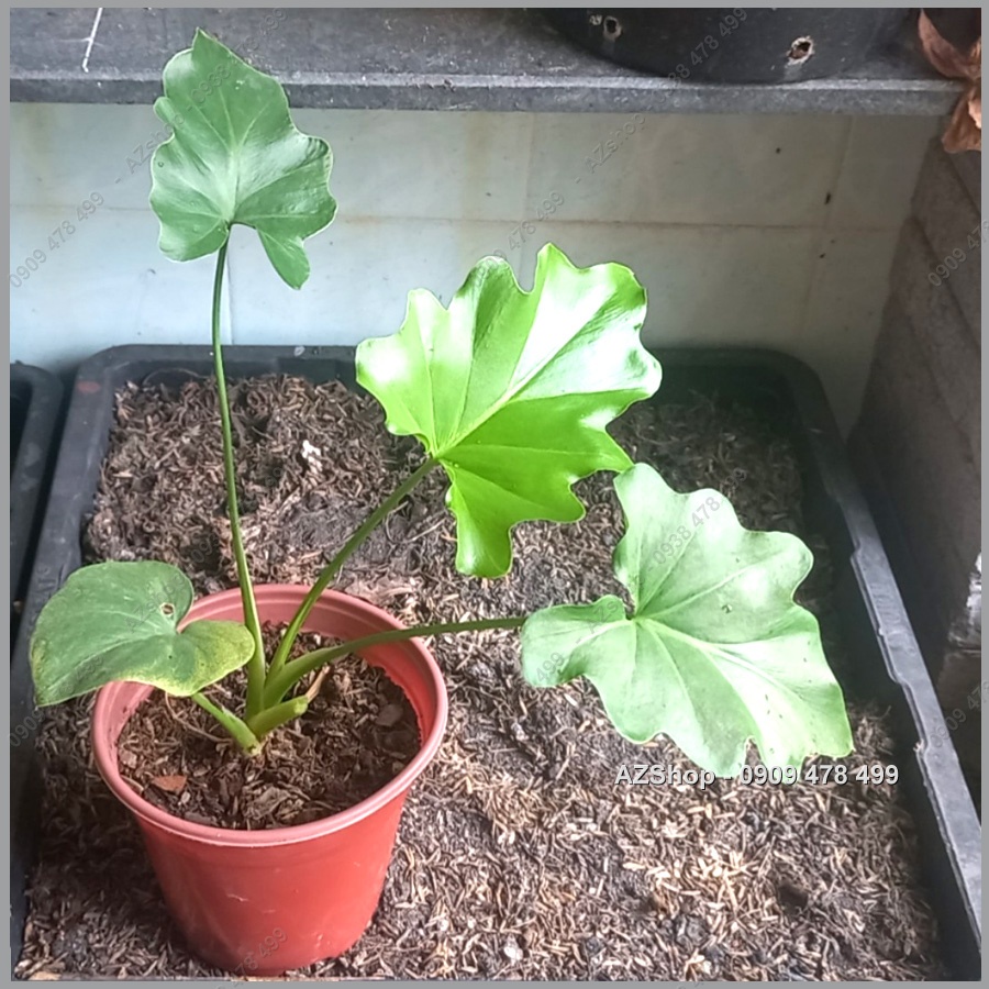 Cây Trầu Bà Thanh Xuân - Kiểng Lá Trang Trí