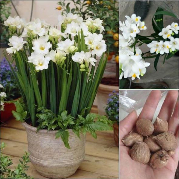 Củ giống hoa lan nam phi hoa màu trắng - kèm viên nén xơ dừa ươm củ ( 1 củ )