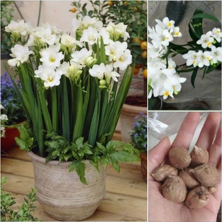 Củ giống hoa lan nam phi hoa màu trắng - kèm viên nén xơ dừa ươm củ
