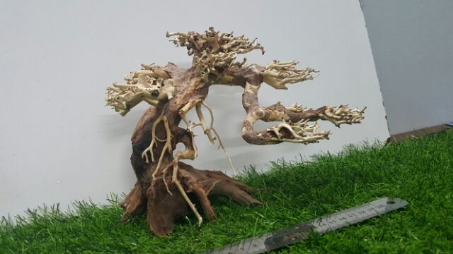 Lũa bonsai cấy rêu hồ cá số 1