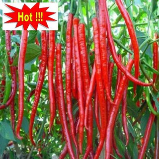 Hạt Giống Ớt hàn Quốc 30 Hạt