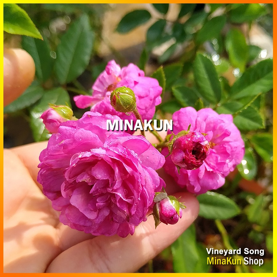 Hoa hồng ngoại Vineyard Song tím (leo) bông chùm rủ cực đẹp - MinaKun Shop