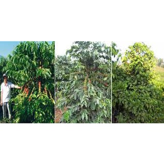 Cây giống Cà phê vối (Robusta)