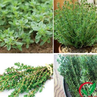 Hạt giống cỏ xạ hương (Thyme) - 1 gói 100 hạt