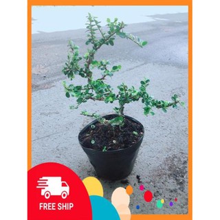 Linh Sam Núi Bonsai