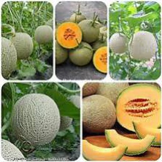 20 hạt giống dưa lưới xanh