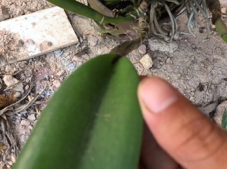 Catleya hay còn gọi là lan cát