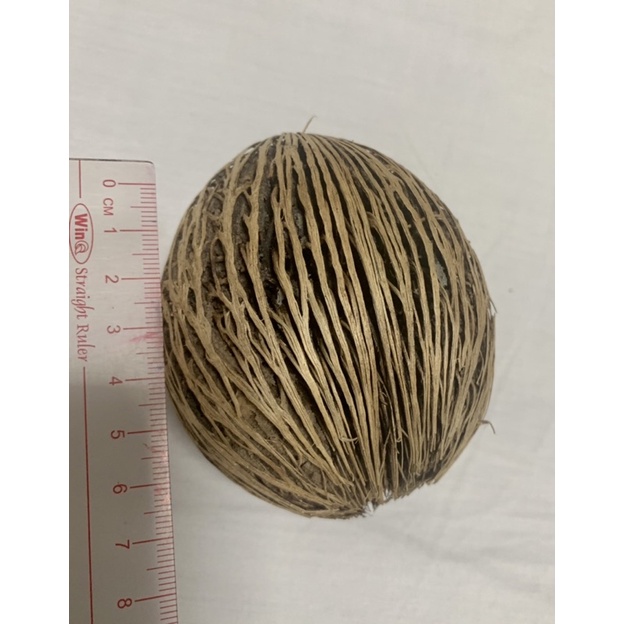 Trái dừa khô Thái Lan