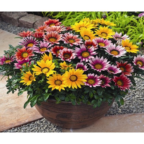 Hạt giống hoa cúc huân chương