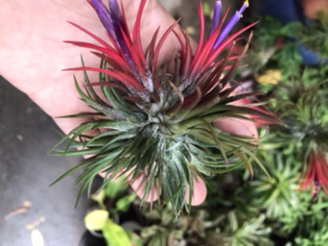 Cây không khí kim Yến chùm -Tillandsia ion fuego