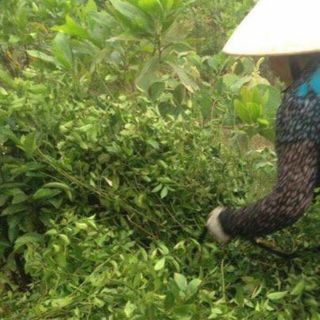 Nụ hoa hòe khô gói 500gr
