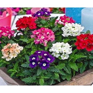 Hạt giống hoa cúc indo