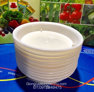 ĐĨA LÓT CHẬU CÂY CẢNH PHI 20 (10 cái)