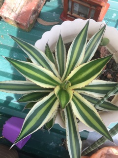 Cây agave century