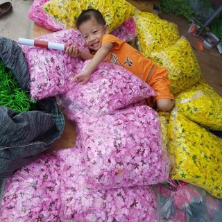 Hoa đào rời 1kg 150k combo 2kg 300k