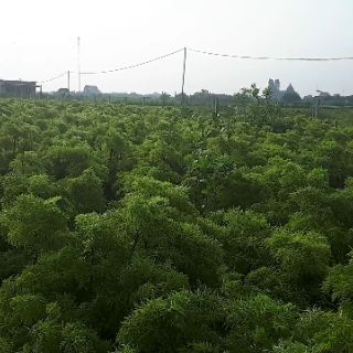Rễ Đinh Lăng Khô ( Thái Lát 1kg)