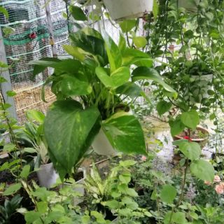 Cây trầu bà xanh mini