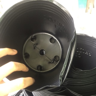 Chậu đen nhựa trồng cây C9