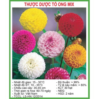 Hạt Giống Hoa Thược Dược Tổ Ong Mix 30 Hạt / Gói