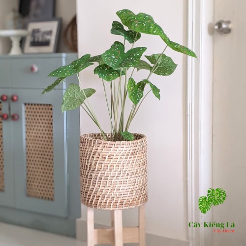Củ Caladium bicolor red white sport  huyền thoại.