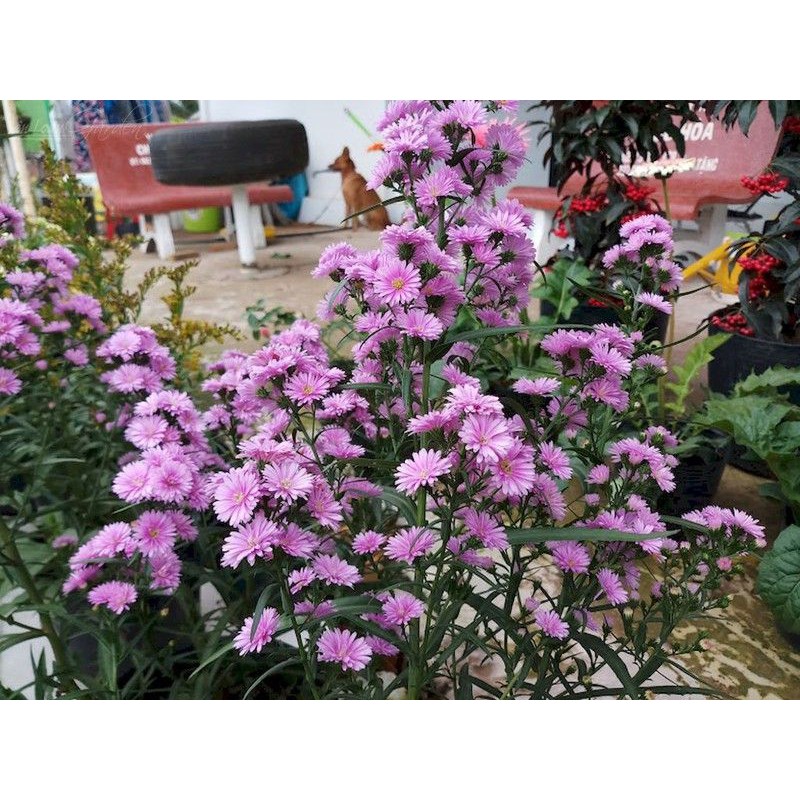 Hạt giống hoa Thạch Thảo hồng_Hoa đuổi muỗi