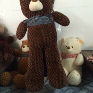 Gấu bông teddy