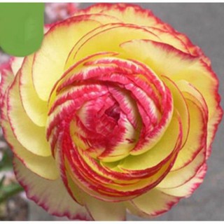 GÓI 10 HẠT MAO LƯƠNG-HOA HỒNG RI BA TƯ ĐẾN MÙA TRỒNG TẾT