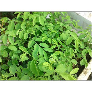 HẠT GIỐNG BỒ NGÓT - 1 gram/ gói