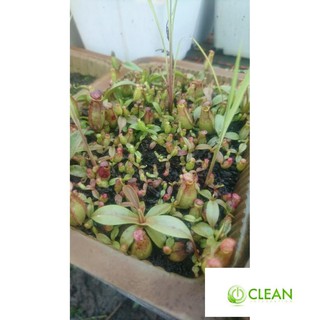50H - HẠT GIỐNG CÂY NẮP ẤM