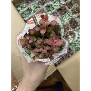 CẨM NHUNG - CÂY MAY MẮN