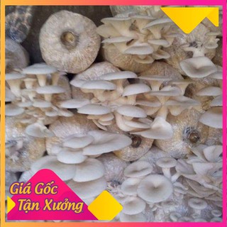 Phôi nấm sò 1 bịch
