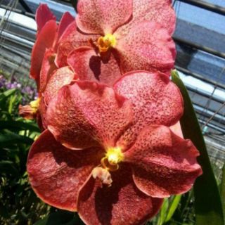 HOA LAN VANDA