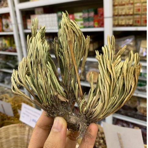 Cây Trường Sinh - Quyển Bá - Móng Lưng Rồng 1kg