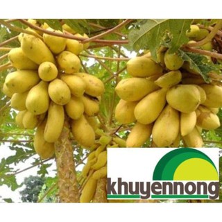 Hạt giống đu đủ da vàng cao sản 5 hạt