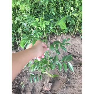 Combo 5 Cây giống móc mật 90k