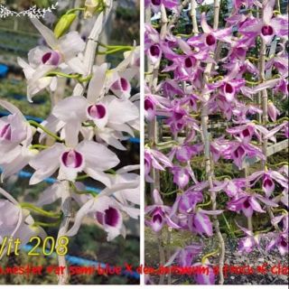 Lan phi điệp chớp Mỹ giống