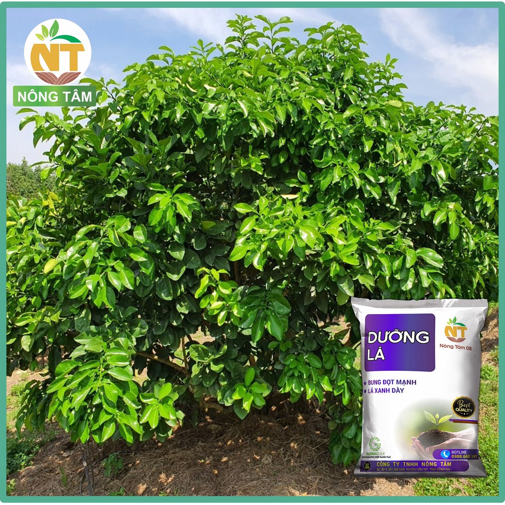 Phân bón Dưỡng lá, kéo đọt chuyên dùng cho cây ăn trái, cây công nghiệp, gói 1kg