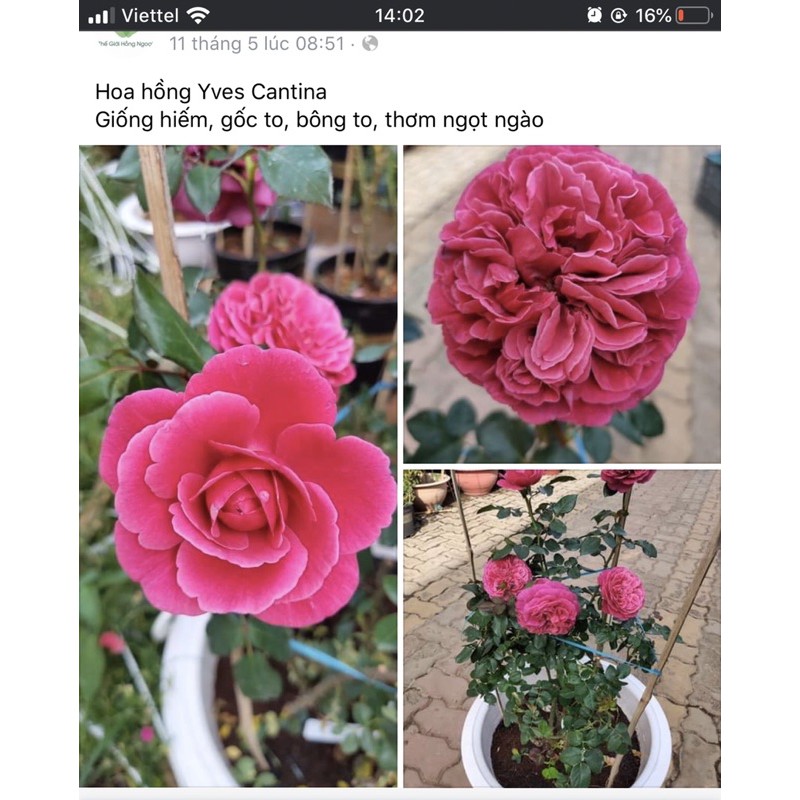 10 gốc hồng ngoại 10 màu