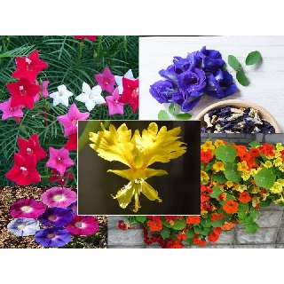 20h Hạt Giống Hoa Leo Mix ĐỦ LOẠI Mỗi Bịch (C1.304| -KD: A8*V34*M203)