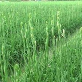 Củ Huệ ta trắng ( thơm )