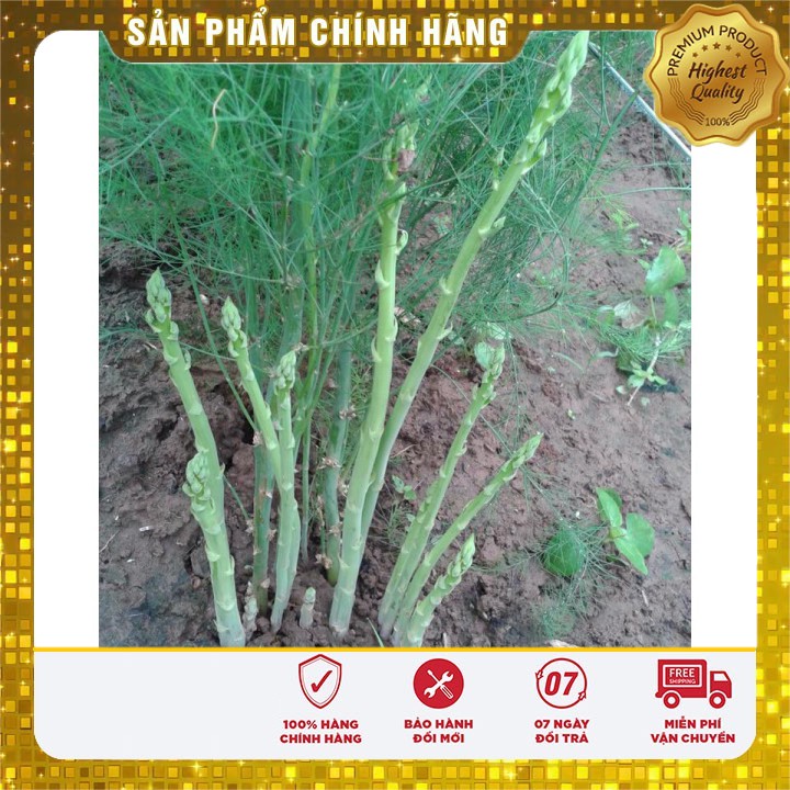 Hạt Giống Măng Tây Xanh 10 Hạt [Bán Sỉ]