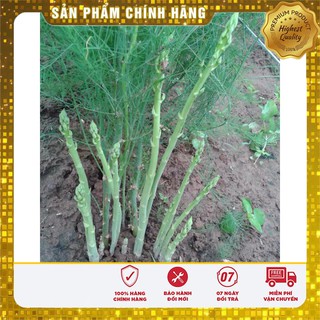 Hạt Giống Măng Tây Xanh (10Hạt )