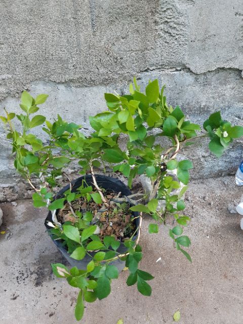 Cây nguyệt quế bonsai mini siêu bông
