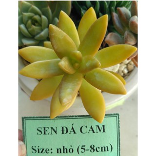 Sen đá cam - size nhỏ