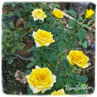 Hoa hồng Vàng Pháp VamGarden Shop. Đảm bảo chuẩn giống, sai cây, nhầm cây đền bù 100%